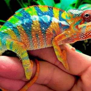 Reptiles Needs