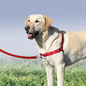 Collars & Harnesses