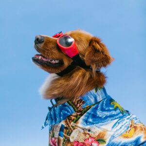 Dog Needs