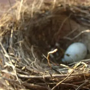 Litter & Nesting