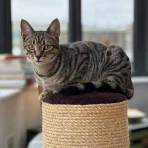 Scratchers & Scratching Posts