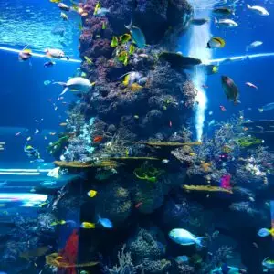 Aquarium Accessories