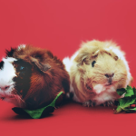 pets 18